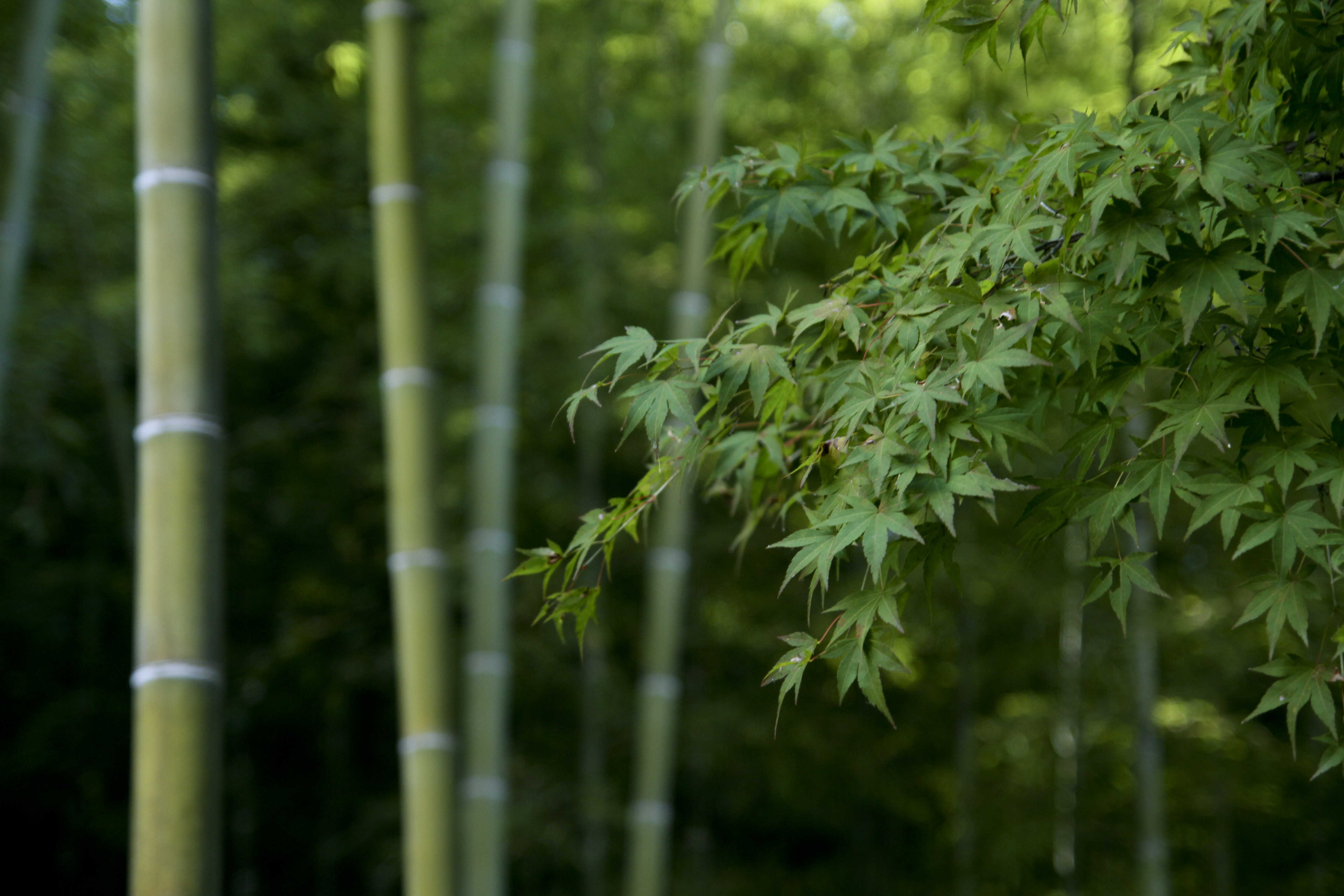 多文化人材情報センター