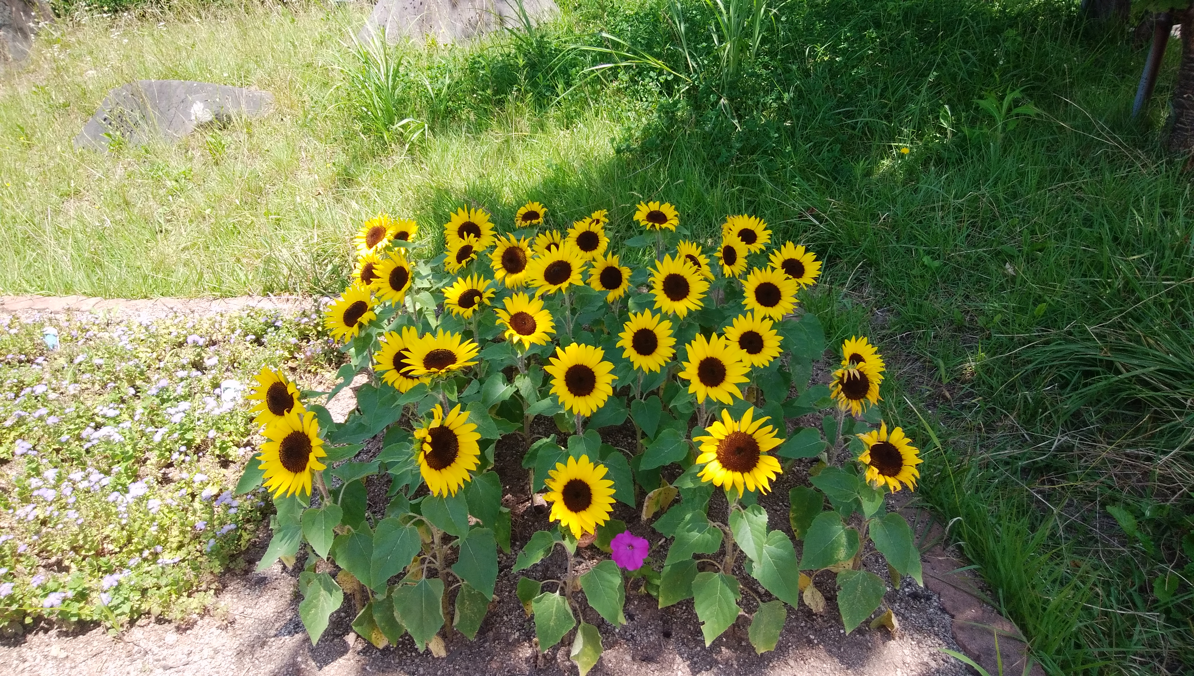 多文化人材情報センター