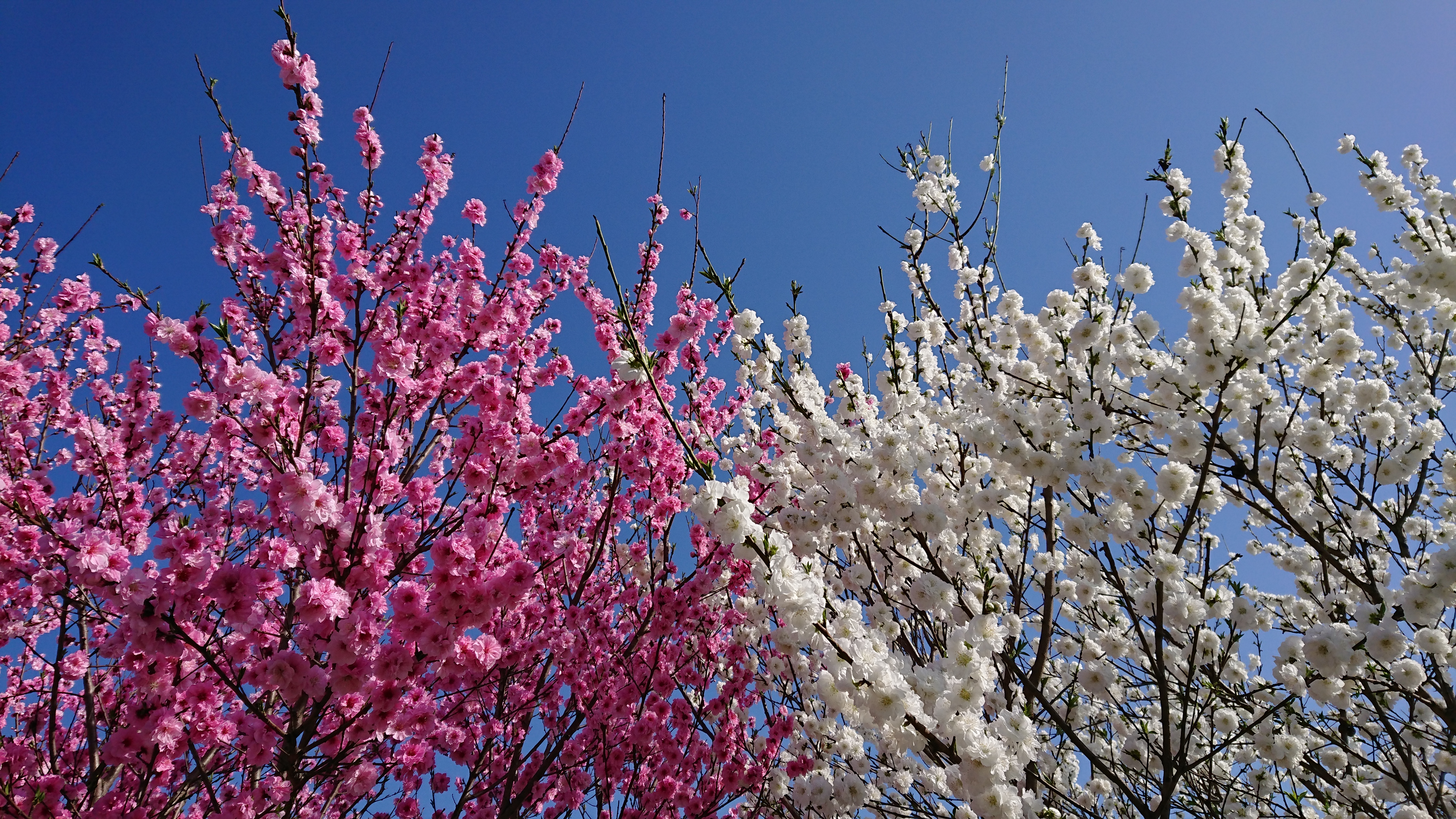多文化人材情報センター