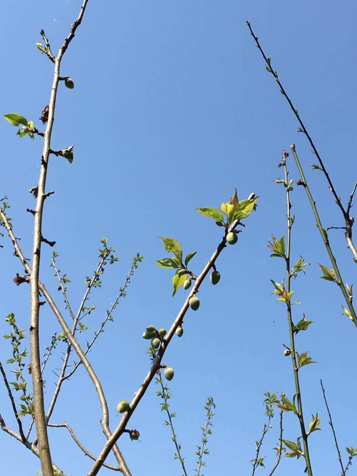 多文化人材情報センター