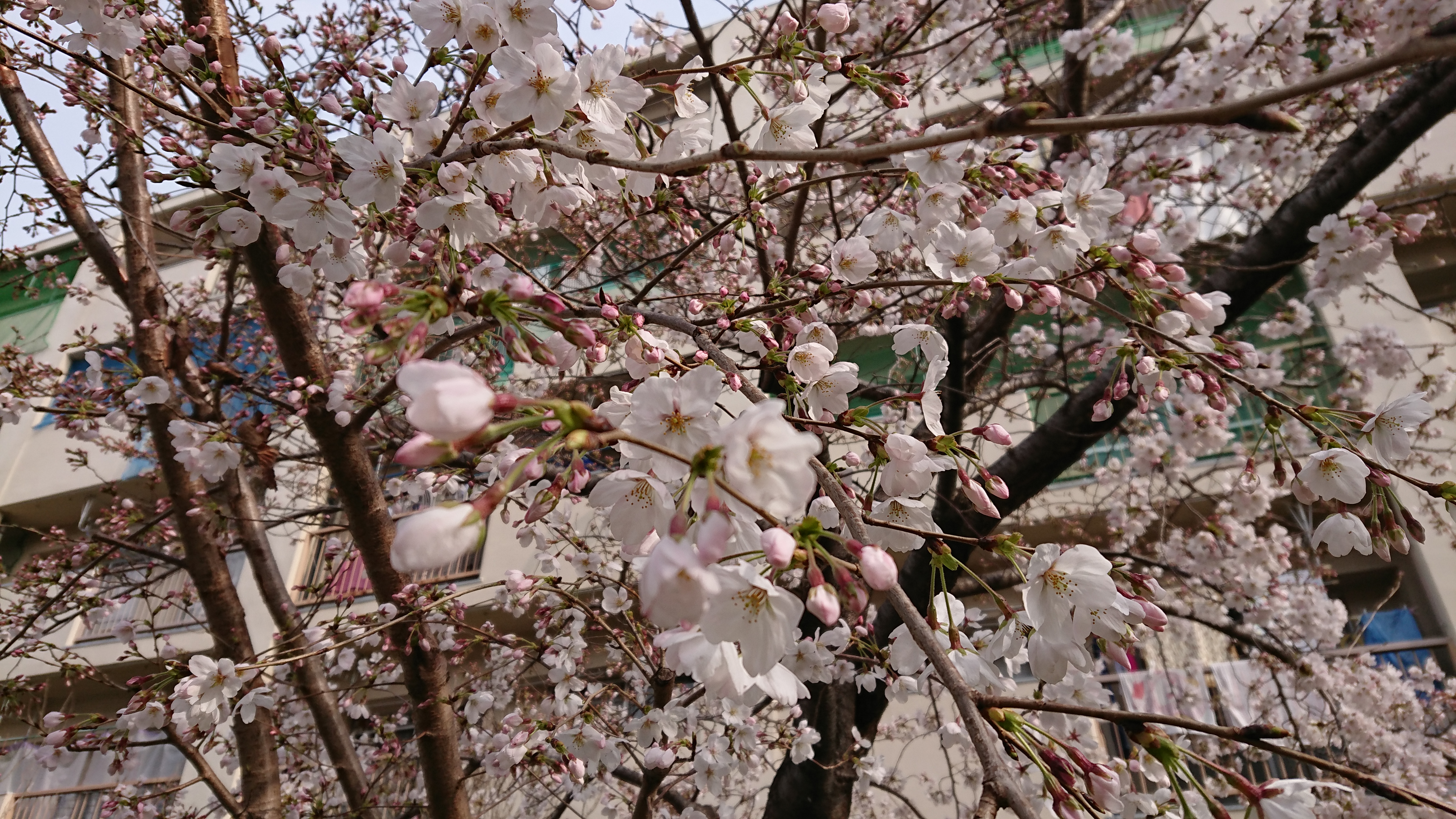 多文化人材情報センター