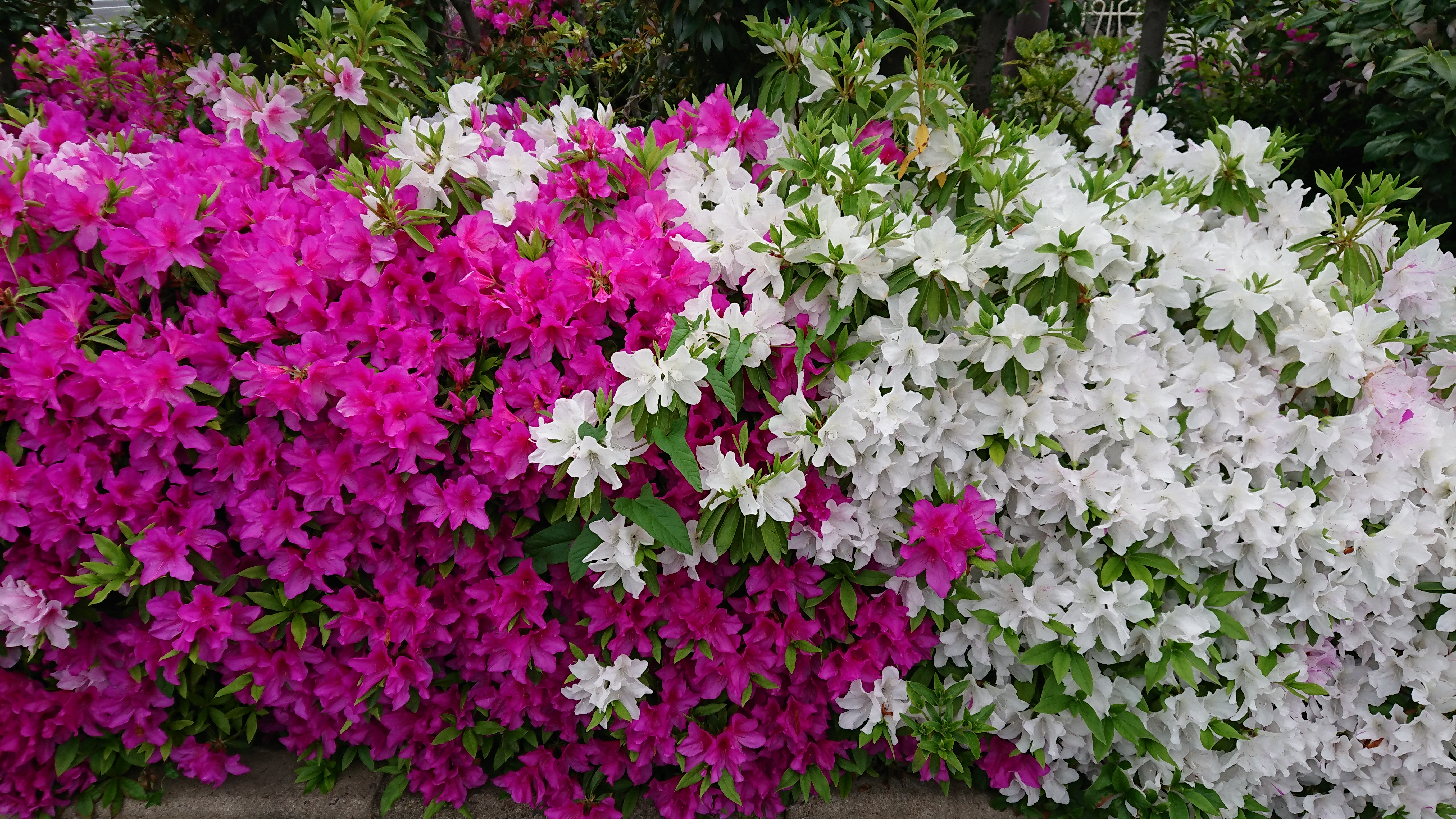 多文化人材情報センター